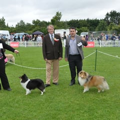 1 Day Irish Circuit :Navan Ch Show 17.08.2013  Right Green Star Bitch & BOB KARYSHANTY PURE DESTINY OF MOIFARA ( Miss M Farrell)   Right Green Star Dog JUN CH, CJW 12 IRISH LEGEND OF NAVARREM (Mr E & Mr P Castillo & Fortune)