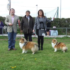 Sth Tipp All Breed Ch Show 4th May 2013 Left: Reserve Best Of Breed  JUN CH, CJW 12 IRISH LEGEND OF NAVARREM (Mr E & Mr P Castillo & Fortune)  Right: Best Of Breed  LONGRANGE SCARLET OHARA JUN CH (Mrs. C Dunne) 