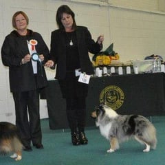 Newtownards & Dist Canine Club 12th May 2013 - Green Star and Reserve Best of Breed - Pic taken at BullBreeds Ch Show 2012- unfotunatelly raining too heavely on this show for a pic