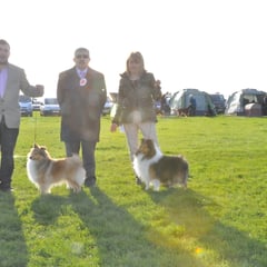 Cloghran All Breed Ch Show 9th of November 2013 Left Green Star Bitch & BOB NAVARREM FORTUNE LADY JR CH (Mr E & Mr P Castillo & Fortune)   Left Green Star Dog CH SEVENOAKS GOLD EDITION CW11 AN CH. '11 '12 CW 11 (Joe & Brenda Doyle) 