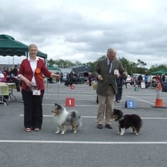 Munster Canine All Breed Ch Show- Left Green Star Dog & BOB  FEARNACH BLUE RHAPSODY AT CLUAINULTAIGH JUN CH (Mrs R Jackson) Right Green Star Bitch ARDLYN KLASSYMAR MYSTERY (Mr A. Finnan)