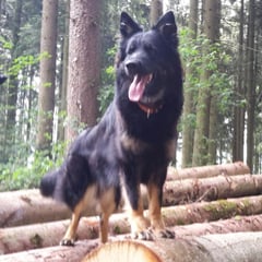 Di Dana / Begleithund