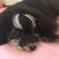 犬種：ハバニーズ　名前：展