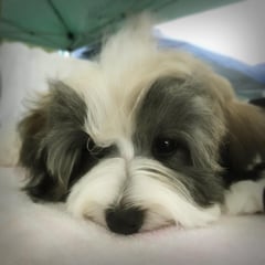 犬種：ハバニーズ　名前：仁