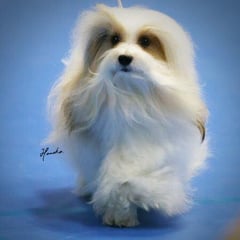 犬種：ハバニーズ　名前：Rory