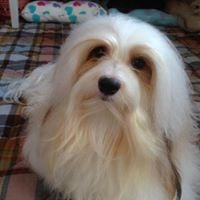 犬種：ハバニーズ　名前：Rory