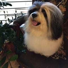 犬種：ハバニーズ　名前：圭