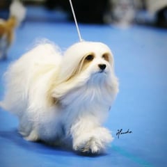 犬種：ハバニーズ　名前：Rory