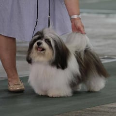 犬種：ハバニーズ　名前：圭