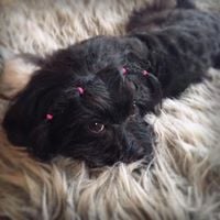 犬種：ハバニーズ　名前：凪