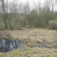 Der Rückschnitt hält vier Jahre vor, dann muss erneut ausgelichtet werden