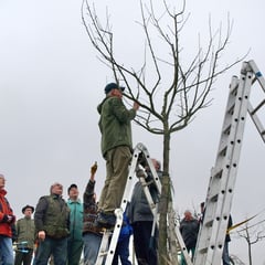 Erziehungsschnitt an einem Jungbaum unter Anleitung von Klaus Nadler