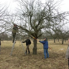 Für das Verjüngen eines Altbaums sind Leiter und Teleskopsäge unverzichtbar