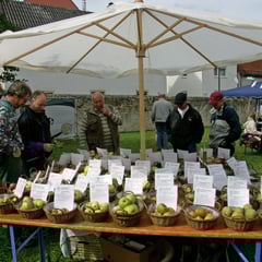 Achtzig Apfelsorten, alle aus der Ober-Mörler Gemarkung - dieser Schatz muss erhalten werden!