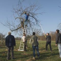 Beim Schnitt alter Bäume geht es hoch hinaus. Hier wird die Goldrenette von Peasgood geschnitten. Es gilt, diese seltene Sorte lange zu erhalten