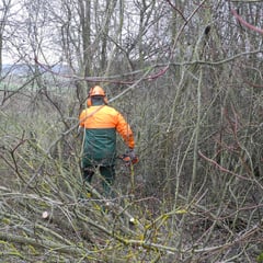 Der Bewuchs ist häufig so dicht, dass mit der Motorsäge eine Schneise geschnitten werden muss