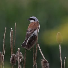 Neuntöter (männl.) Foto: Joachim Aschenbrenner