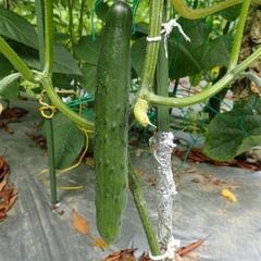 きゅうりはもうちょっとです。