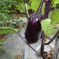 茄子の収穫第一号！