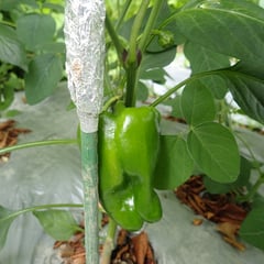 ピーマンもそろそろ収穫出来そう♪