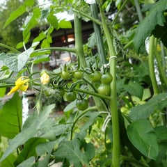 ミニトマトがたくさん！