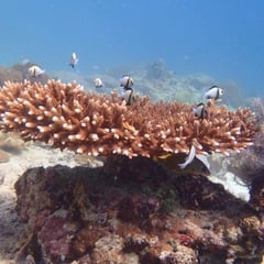 Mundo de plantas Mallorca Son Amoixa