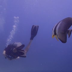 Unterwasserwelt Mallorca Son Amoixa