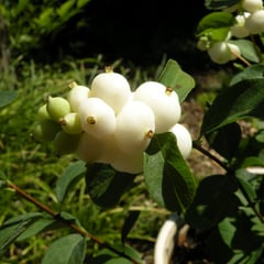 シンフォリカルポス