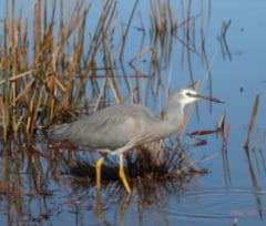 bungalow-dans-les-landes-en-location-hors-saison