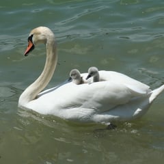 sejour-nature-en-ailes-de-saison-dans-les-landes