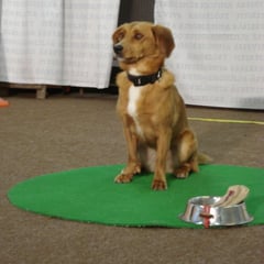 Luna beim "luege-nimm"