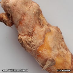 Curcuma (Curcuma longa), Wurzelstück