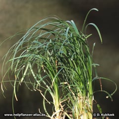 Japanischer Schlangenbart (Ophiopogon japonicus)