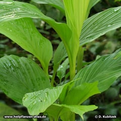 Curcuma (Curcuma longa)