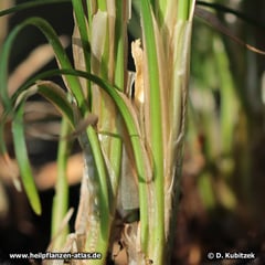 Japanischer Schlangenbart (Ophiopogon japonicus) Blattansatz