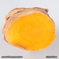 Curcuma (Curcuma longa), Wurzel Querschnitt