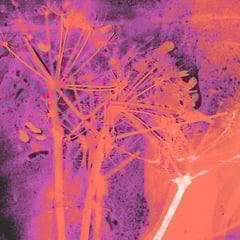 Francisco Martín Pastor