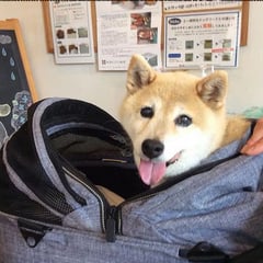 毎週歯磨きに来てくれてるコロちゃん！今日も頑張ってくれました。