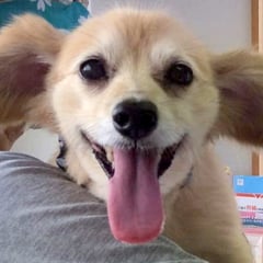 毎週歯磨きに来てくれてるアルトちゃん！スッキリしたね。