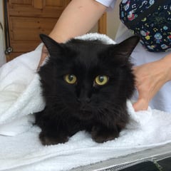 健康診断の血液検査と予防注射に来てくれたキキちゃん！とても頑張ったね。