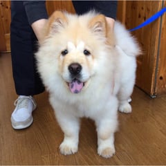 チャウチャウ犬のクーちゃん！予防注射頑張りました。