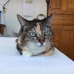 毎週点滴に来てくれてる、ミンミンちゃん！いつも大人しく頑張ってくれておりこうだね。