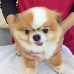 診察に来てくれた、まるちゃん！いつも大人しくてお利口さん。