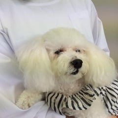 検査を頑張ってくれたコットンちゃん！早く良くなりますように。