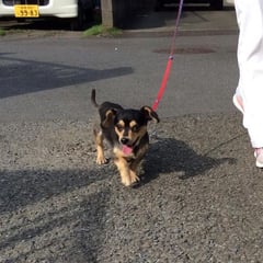 ペットホテルに来てくれたロイちゃん！お散歩楽しかったね。