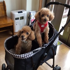 お尻絞りと予防注射に来てくれた、レオンちゃん＆マークちゃん！2人とも注射頑張りました。お尻もスッキリして良かったね。