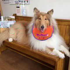 予防注射に来てくれたラフコリーのルーシーちゃん！待合室の椅子がお気に入り！とてもお利口さんでした。