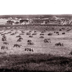 Baie Ste-Claire (1901)  la moisson