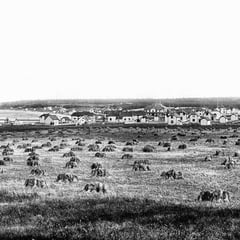 Baie Ste-Claire, 1901, la moisson