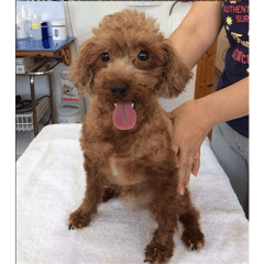 診察に来てくれた、れおんちゃん！痒みが少しずつ落ち着いて良かったね。